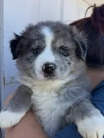 Boss, a male Australian Shepherd for sale in Palmdale, CA – 1 of 2