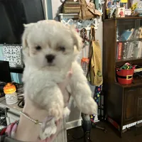 Louie, a male Pekingese and Shih Tzu for sale in Slocomb, AL – Photo 3 of 3
