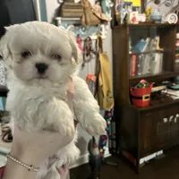 Louie, a male Pekingese and Shih Tzu for sale in Slocomb, AL – Photo 2 of 3