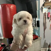 Louie, a male Pekingese and Shih Tzu for sale in Slocomb, AL – Photo 1 of 3