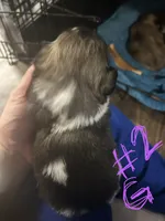 Girl 2, a female Pekingese and Shih Tzu for sale in Slocomb, AL – 2 of 2