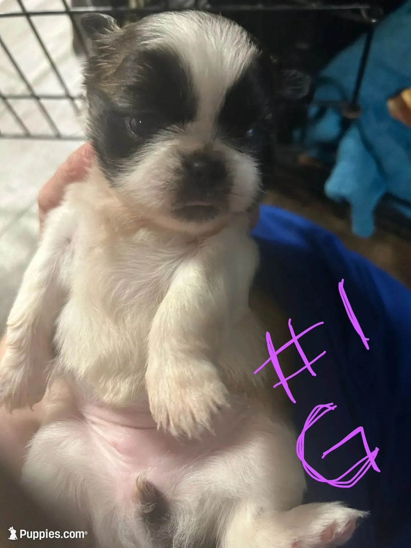 Girl1, a female Pekingese and Shih Tzu for sale in Slocomb, AL – 1 of 2
