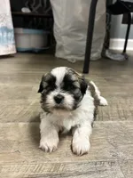 Tubby, a male Shihpoo for sale in Slocomb, AL – 2 of 6