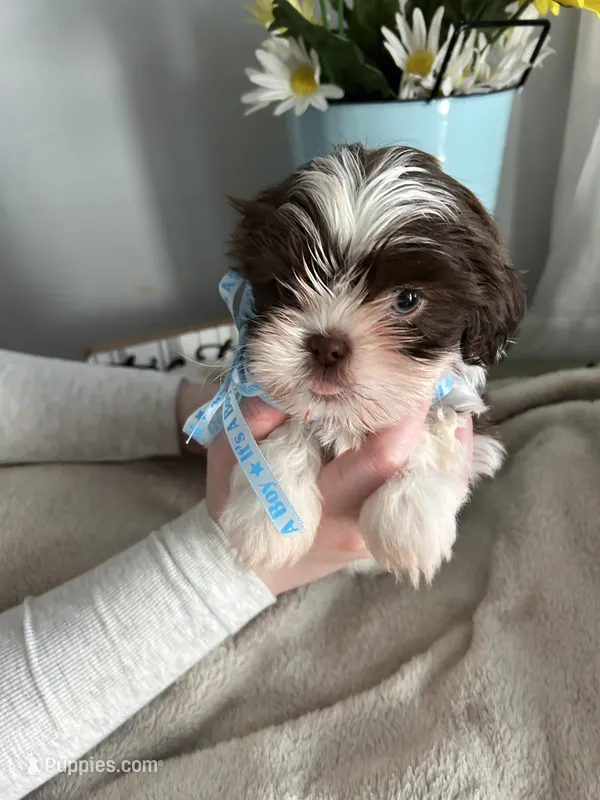 Eddie – Shih Tzu puppy for sale in Slocomb, AL