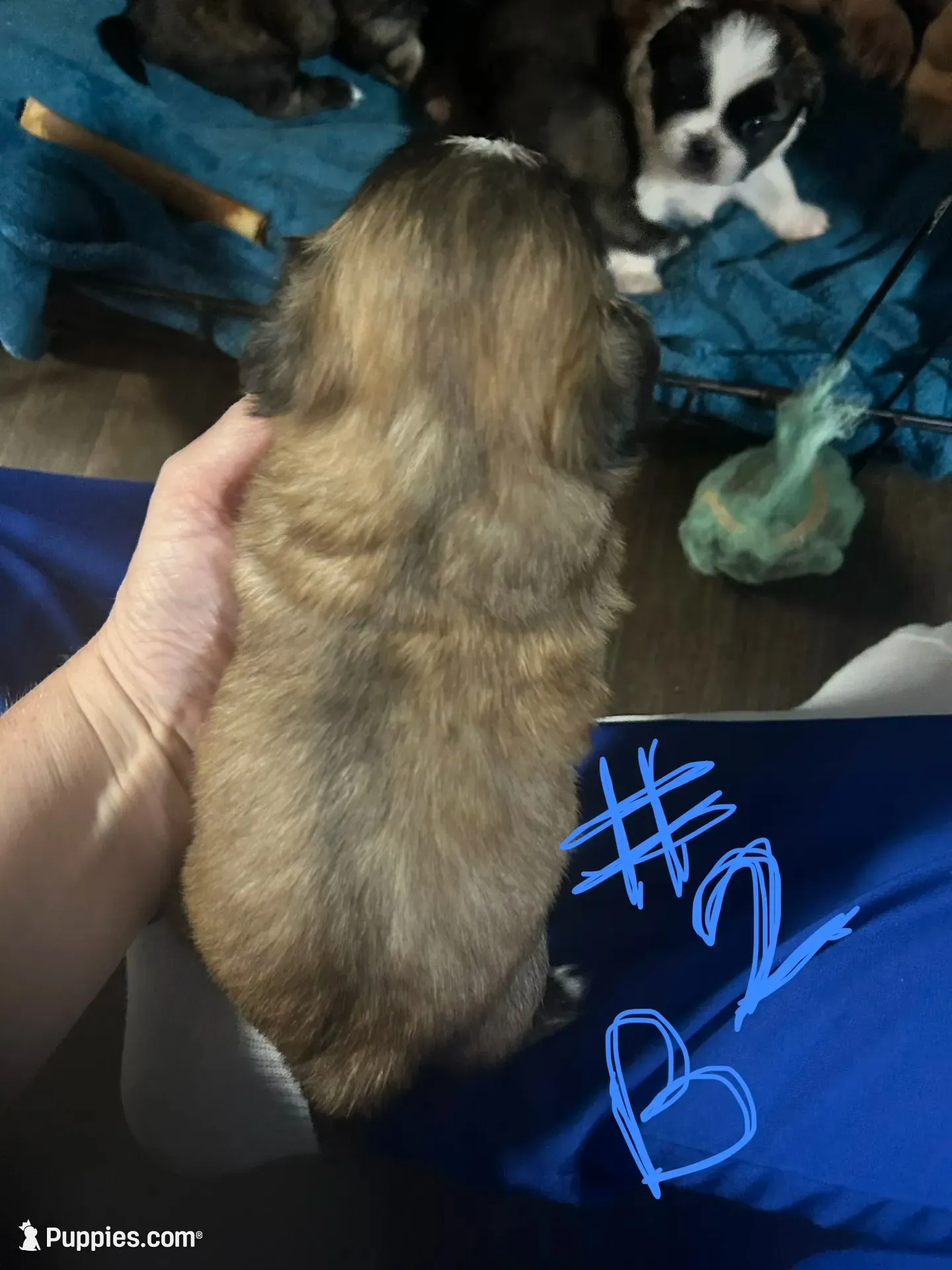 Boy 2, a male Pekingese and Shih Tzu for sale in Slocomb, AL – 2 of 2
