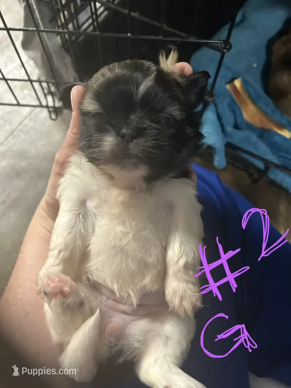 Girl 2, a female Pekingese and Shih Tzu for sale in Slocomb, AL – 1 of 2