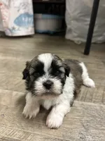 Tubby, a male Shihpoo for sale in Slocomb, AL – 6 of 6