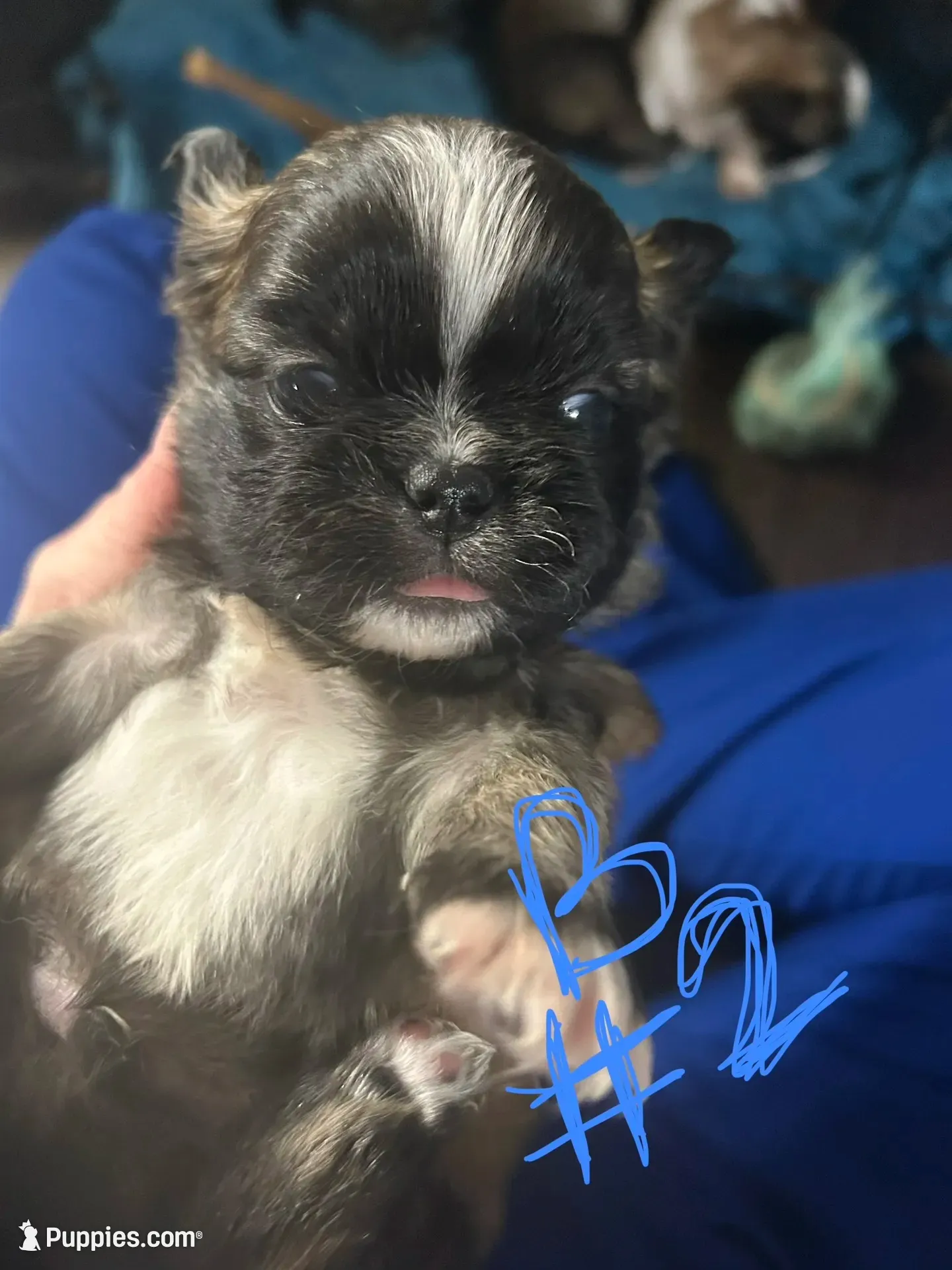 Boy 2, a male Pekingese and Shih Tzu for sale in Slocomb, AL – 1 of 2