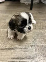 Tubby, a male Shihpoo for sale in Slocomb, AL – 4 of 6