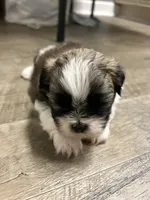 Tubby, a male Shihpoo for sale in Slocomb, AL – 5 of 6
