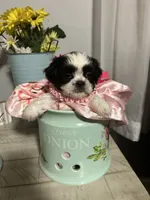 Penny, a female Shih Tzu for sale in Slocomb, AL – 2 of 6