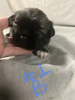 Boy 1, a male Pekingese and Shih Tzu for sale in Slocomb, AL – 2 of 3