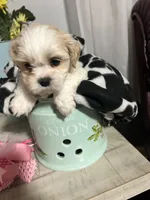 Marco, a male Shih Tzu for sale in Slocomb, AL – 2 of 7