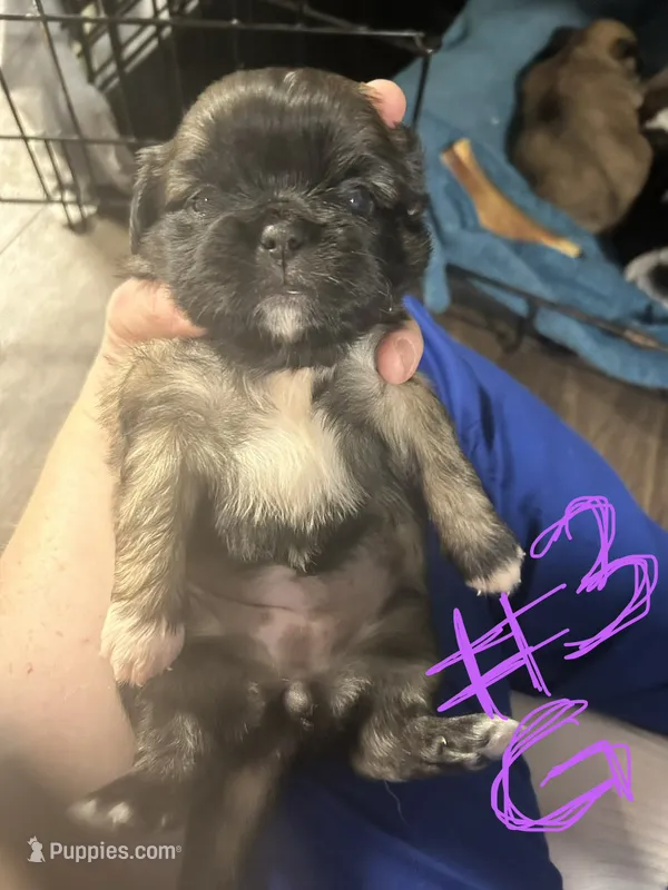 Girl 3, a female Pekingese and Shih Tzu for sale in Slocomb, AL – 1 of 2