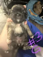 Girl 3, a female Pekingese and Shih Tzu for sale in Slocomb, AL – 1 of 2