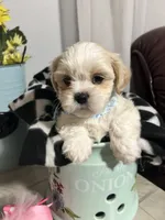 Marco, a male Shih Tzu for sale in Slocomb, AL – 4 of 7