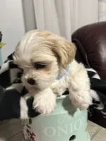 Marco, a male Shih Tzu for sale in Slocomb, AL – 7 of 7
