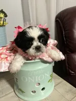 Penny, a female Shih Tzu for sale in Slocomb, AL – 3 of 6