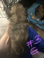 Girl 3, a female Pekingese and Shih Tzu for sale in Slocomb, AL – 2 of 2