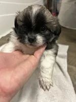 Chubby, a male Shihpoo for sale in Slocomb, AL – 4 of 6