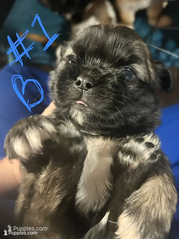 Boy 1, a male Pekingese and Shih Tzu for sale in Slocomb, AL – 1 of 3