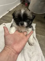 Chubby, a male Shihpoo for sale in Slocomb, AL – 5 of 6