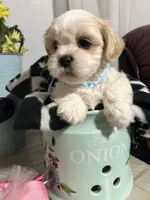 Marco, a male Shih Tzu for sale in Slocomb, AL – 6 of 7