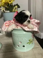 Penny, a female Shih Tzu for sale in Slocomb, AL – 5 of 6