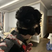 Tiny, a male Pekingese and Shih Tzu for sale in Slocomb, AL – Photo 2 of 3