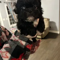 Tiny, a male Pekingese and Shih Tzu for sale in Slocomb, AL – Photo 3 of 3