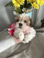 Sweetie , a female Shih Tzu for sale in Slocomb, AL – Photo 2 of 8