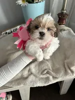 Sweetie , a female Shih Tzu for sale in Slocomb, AL – Photo 8 of 8