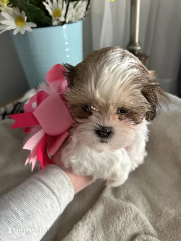 Sweetie  – Shih Tzu puppy for sale in Slocomb, AL
