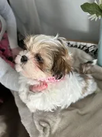 Sweetie , a female Shih Tzu for sale in Slocomb, AL – Photo 5 of 8