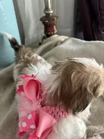 Sweetie , a female Shih Tzu for sale in Slocomb, AL – Photo 3 of 8