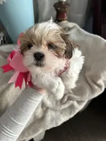 Sweetie , a female Shih Tzu for sale in Slocomb, AL – Photo 4 of 8