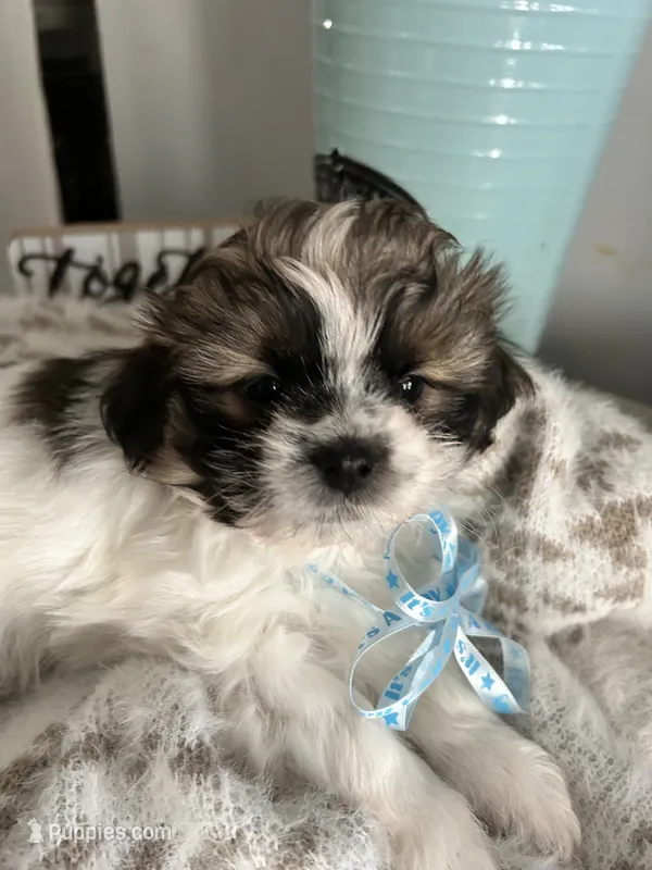 Tubby – Shihpoo puppy for sale in Slocomb, AL