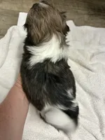 Chubby, a male Shihpoo for sale in Slocomb, AL – 3 of 6