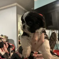 Samual, a male Pekingese and Shih Tzu for sale in Slocomb, AL – Photo 2 of 3