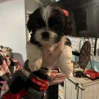 Samual, a male Pekingese and Shih Tzu for sale in Slocomb, AL – Photo 1 of 3