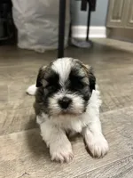 Tubby, a male Shihpoo for sale in Slocomb, AL – 3 of 6