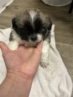 Chubby, a male Shihpoo for sale in Slocomb, AL – 1 of 6