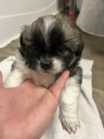 Chubby, a male Shihpoo for sale in Slocomb, AL – 6 of 6