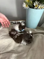 Eddie, a male Shih Tzu for sale in Slocomb, AL – Photo 2 of 5