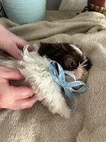 Eddie, a male Shih Tzu for sale in Slocomb, AL – Photo 1 of 5