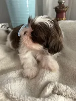 Eddie, a male Shih Tzu for sale in Slocomb, AL – Photo 3 of 5