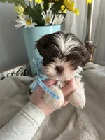 Eddie, a male Shih Tzu for sale in Slocomb, AL – Photo 4 of 5