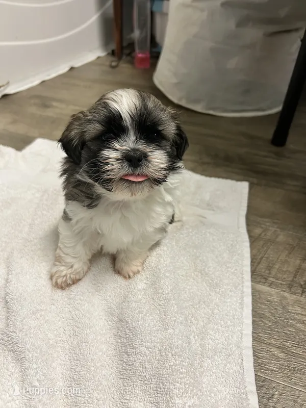 Tubby – Shihpoo puppy for sale in Slocomb, AL