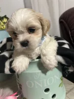 Marco, a male Shih Tzu for sale in Slocomb, AL – 5 of 7