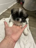 Chubby, a male Shihpoo for sale in Slocomb, AL – 2 of 6